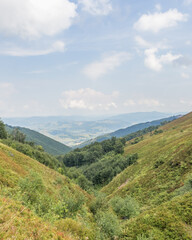  Borzhava Valley in Summer with Blueberry-Covered Hills