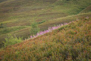  Mountain View with Willowherb in the Carpathians