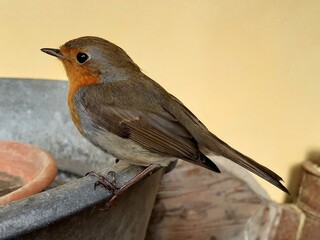 Pettirosso poggiato su di un catino in latta.