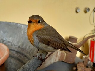 Pettirosso poggiato su di un catino in latta.