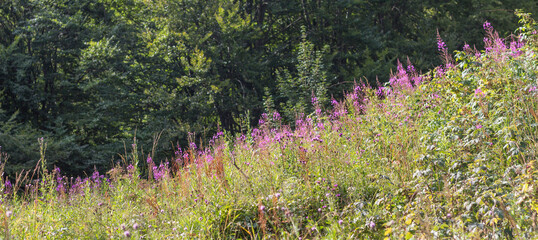  Mountain View with Willowherb in the Carpathians