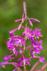 Obraz premium Close-Up of Willowherb Flower with Seeds