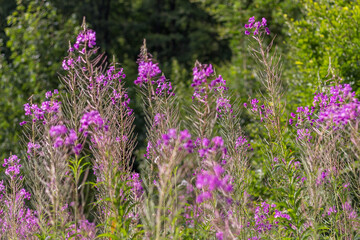 Obraz premium Close-Up of Willowherb Flower with Seeds