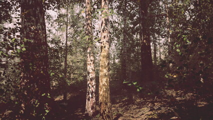 Lush green leaves drape from tall trees in a peaceful forest. Sunlight streams down, creating a textured light and shadow pattern on the forest floor, inviting calm and reflection.
