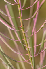 Close-Up of Willowherb Flower with Seeds