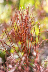 Close-Up of Dry Blueberry Bushes