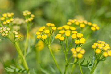 Close-Up of Tansy Flower in the Carpathians