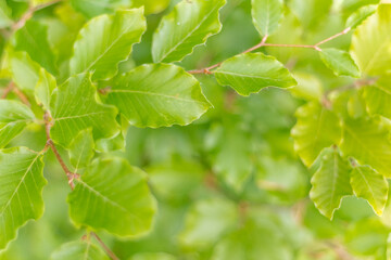  Beech Branches with Leaves