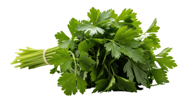 Isolated parsley bundle ready for cooking, seasoning dishes and salads, aromatic herb