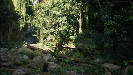 Sunlight streams through the canopy of a vibrant green forest filled with tall trees. Moss covered rocks and fallen logs dot the ground, creating a serene and peaceful atmosphere.