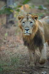 portrait of a lion