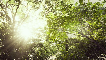 Bright sunlight streams through the canopy, illuminating the fresh green leaves of the forest. The peaceful atmosphere invites a sense of tranquility and connection with nature.