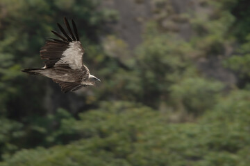 eagle in flight