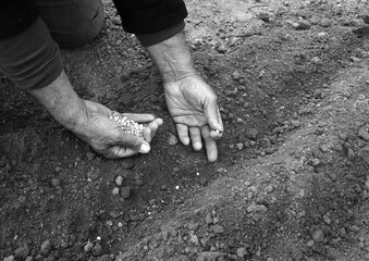 Old human worker sowing a pea