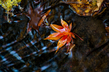 鎌倉251114　海蔵寺11　水面のもみじ