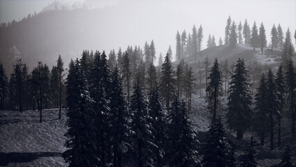Majestic pine trees stand tall in a snowy forest as dawn breaks, casting a soft glow over the landscape. Silence fills the air, creating a peaceful winter scene filled with beauty.