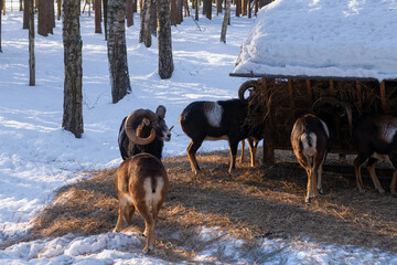 A flock of sheep near a feeding trough on a winter day