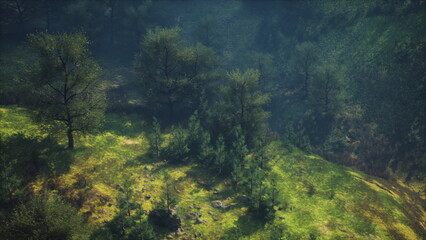 Morning light gently streams through trees in a peaceful forest. Lush greenery covers the ground, creating a tranquil atmosphere filled with natures beauty and calmness.