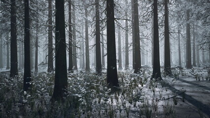 Tall trees stand majestically in a quiet winter forest, their branches dusted with soft snow.