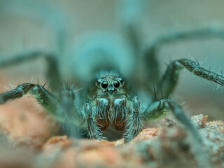 Wolf spider on the rotten wood seen from the front