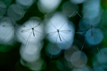 Beautiful crane fly hang on the web with bokeh background