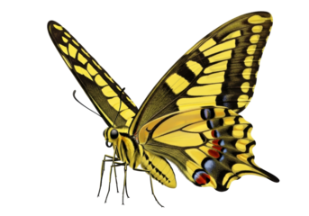 Isolated Beautiful butterfly sitting calmly with colorful yellow, black and red wings spread out