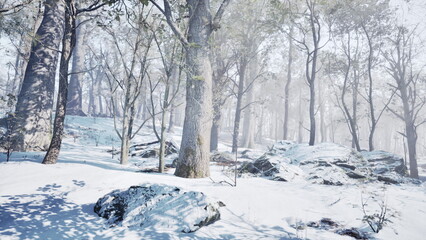 Snow blankets the ground and covers the trees, creating a peaceful winter scene. Rocks peek through the white layer, while gentle light filters through the branches.