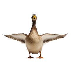 goose isolated on white background