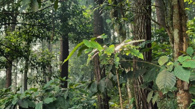 Sunlight filtering through vibrant green leaves and tall tree trunks in a serene and lush forest canopy. Excellent footage for themes of nature, outdoors, and environmental clips.