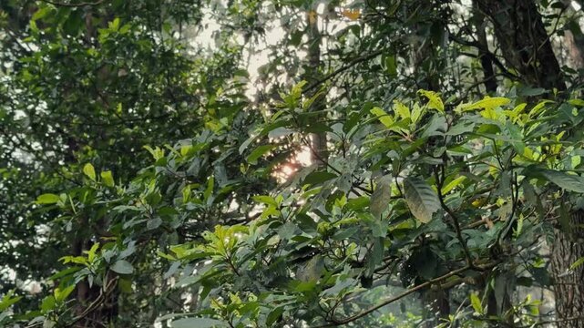 Morning sunlight streaming beautifully through green leaves swaying in the breeze, captured with a smooth cinematic camera pan to the left. best footage for themes of nature, outdoors, and environment