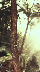 Golden sunlight streams through the trees in a serene forest, casting gentle shadows on rocks and foliage. The vibrant greens create a peaceful atmosphere, inviting exploration.
