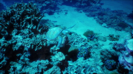 Swimmers encounter a graceful turtle gliding through clear blue waters. Colorful coral formations surround this serene ocean scene, showcasing the beauty of marine life in its natural habitat.