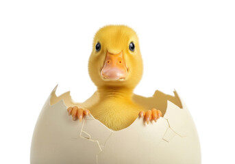 Isolated adorable little fluffy duckling emerging from a cracked eggshell in close-up studio shot