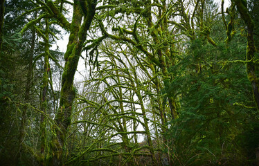 Scenic Pacific temperate rainforest, rich in moss, sword ferns, cedar trees, and fir trees. Vancouver, British Columbia, Canada
