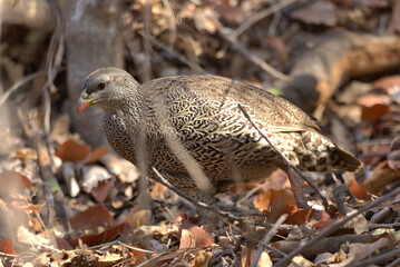 Natal Francolin (Pternistis natalensis). Taken in Kruger National Park, South Africa.