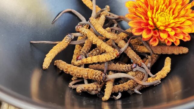 Cordyceps sinensis (Ophiocordyceps sinensis) or Yarsagumba top view. Traditional tibetian medicine. Most expensive mushroom in the world. 