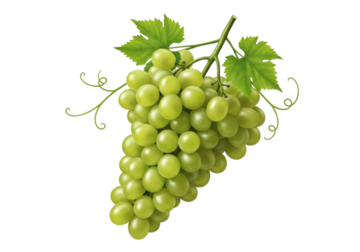 Isolated green grape bunch, fresh fruit, nature, healthy diet, raw food, sweet treat