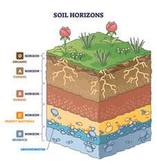 Soil horizons brief diagram shows layered earth from organic topsoil to bedrock, with roots, rocks, and plants illustrating formation and groundwater flow. Outline diagram