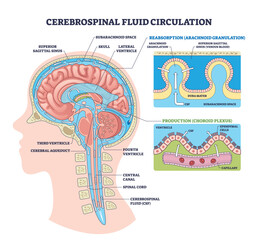 Cerebrospinal fluid circulation visualizes CSF production, flow, and absorption through ventricles, choroid plexus, and arachnoid granulations in a sagittal brain cutaway. Outline diagram