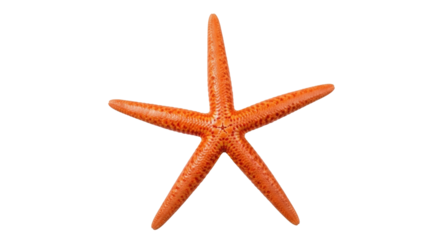 Isolated orange starfish with five arms, view from above, bright and cheerful, oceanic find