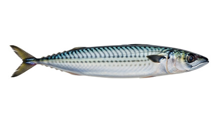 Isolated Atlantic Mackerel, a saltwater fish from the family Scombridae and found in the Atlantic