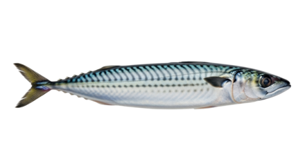 Isolated Atlantic Mackerel, a saltwater fish from the family Scombridae and found in the Atlantic