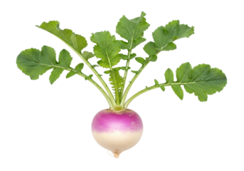 Isolated turnip with green leaves, a purple vegetable with a peppery flavor, fresh food