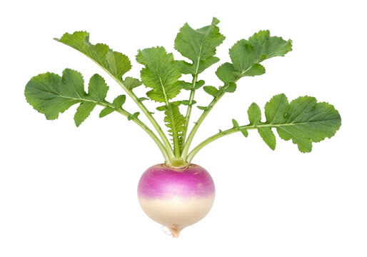 Isolated turnip with green leaves, a purple vegetable with a peppery flavor, fresh food