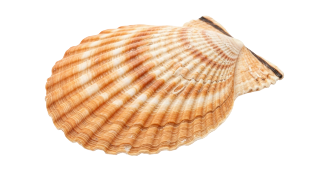 Isolated brown scallop seashell, ocean life, underwater world, marine beauty, clam, mollusk