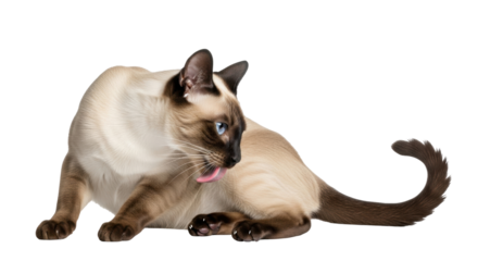 Isolated Siamese cat grooming itself, licking its fur, animal portrait, cute pet concept