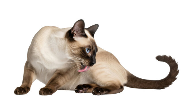 Isolated Siamese cat grooming itself, licking its fur, animal portrait, cute pet concept