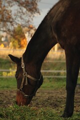 brązowy koń © Emilia