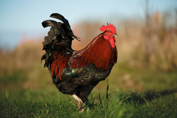 beautiful rooster posing on grass in summer