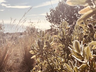 Cistus Plant in Sepia Tone – Minimal Botanical Background